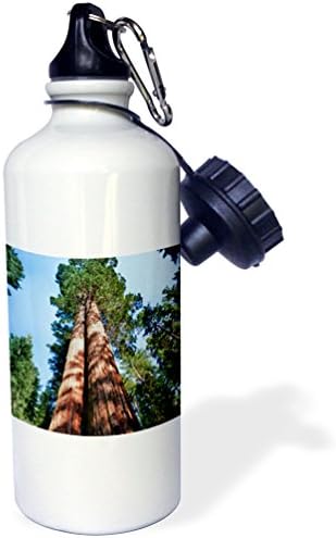 3dRose Kadın, Sekoya Ağacı, Yosemite, Kaliforniya, ABD-US05 MWI0013-Mark Williford Spor Su Şişesi, 21 oz, Beyaz